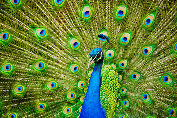 Obraz premium Male peacock with tail feathers spread out in beautiful display