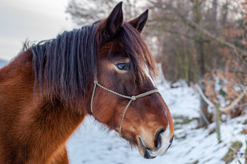 Obraz premium Portrait of brown horse in winter.