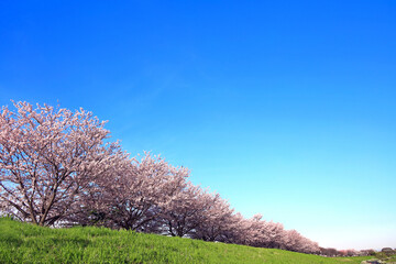 Obraz premium Spring Scenery In Japan, Cherry blossoms of the Kawasaki Tamagawa River Embankment