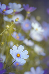 Kwiaty mexican aster. Wiejski ogród z kwiatami. Kosmos onętek. Naturalistyczne kompozycje kwiatowe w ogrodzie. Łąki kwietne. Pastelowe tonacje © anettastar