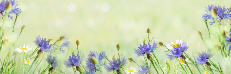 white flower. Blue flowers. flower garden. Flower in garden. flower at spring day. Colorful flower. Flower decoration. flower for design. Banner. Copy space. Spring.