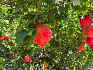 Tree with tasty pomegranates on farm, closeup