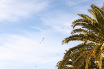 Fototapeta premium palm trees on blue sky background