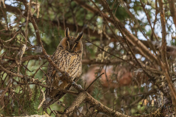Owl Asio otus - Long-eared Owl resting by day in the branches of an evergreen tree. Wild photo in the Czech Republic.