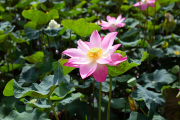Pink lotus flower blooming in pond with green leaves