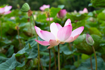 Obraz premium Pink lotus flower blooming in pond with green leaves