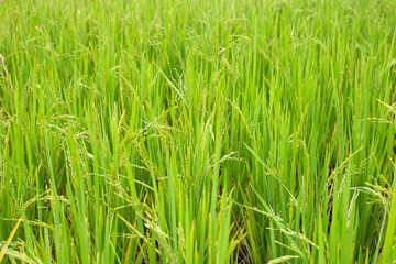 Rice plant in rice field.