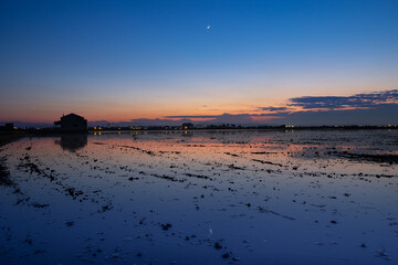 albufera y arroz