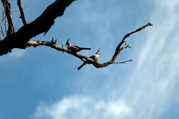 Crested Pigeon (Ocyphaps lophotes)