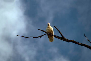 Salmon-Crested Cockatoo (Cacatua moluccensis)
