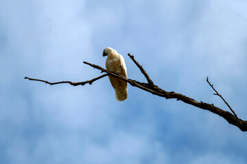 Salmon-Crested Cockatoo (Cacatua moluccensis)