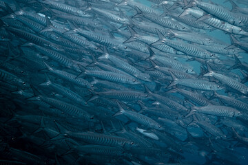 School of barracudas during scuba diving expedition