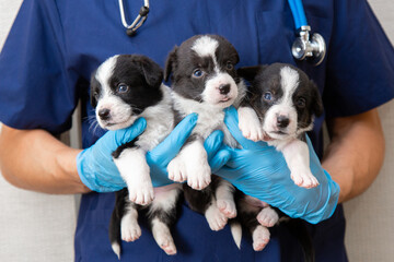 Veterinarian Doctor with stethoscope wearing blue uniform holding cute fluffy 3 three black and white welsh corgi cardigans puppys in Veterinary clinic. medicine for pets. Doc examined the dog .