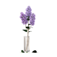 decorative flowers and plants for the interior,  isolated on transparent background, 3D illustration, cg render