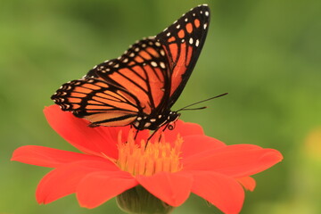 Viceroy butterfly (limenitis archippus) on tithonia Mexican sunflower