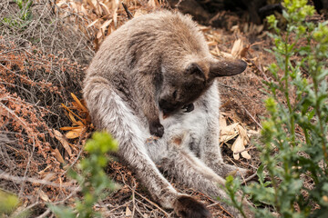 A wallaby female cleans her pouch. Bennett's wallaby at Freycinet-Nationalpark - Tasmania - Macropus rufogriseus, also red-necked wallaby.
