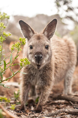 Naklejka premium A Bennett Wallaby with his mouth open. Freycinet-Nationalpark - Tasmania
