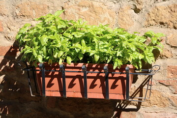 Large window box with fresh green basil plants on the house wall