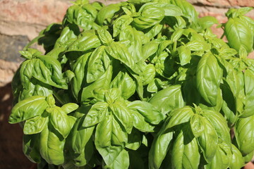 Fresh green basil