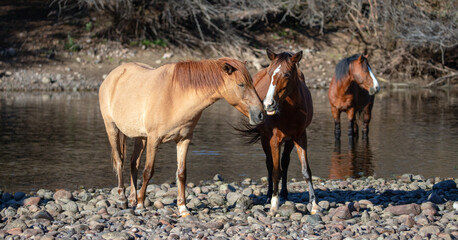 Apricot dun mare and bay stallion wild horses on the gravel banks of the Salt River near Mesa...