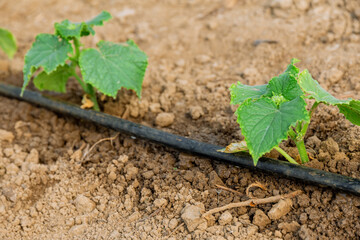 Cucumbers are planted under drip irrigation. Watering cucumbers in a greenhouse.