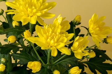 Yellow chrysanthemum  banner yellow background close up