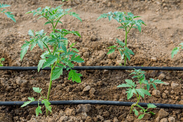 Tomatoes are watered with drip irrigation in the greenhouse. Growing vegetables.