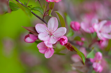 Decorative apple tree branches with pink flowers. Spring blossom tree closeup