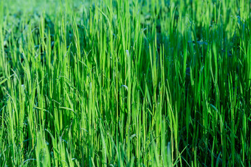 Green grass is covered with dew. Green natural background from grass.