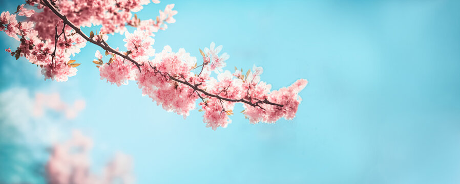 Spring banner, Pink sakura flowers, dreamy romantic image spring, landscape panorama, copy space. branches of blossoming cherry against background of blue sky. digital art, generative ai	