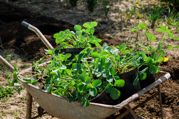 Berries in pots on a wheelbarrow. Transplanting berries in early spring.
