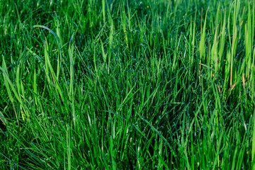 Obraz premium Green grass is covered with dew. Green natural background from grass.