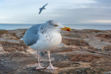 A seagull walks along a stone pier on the North Sea coast in the UK.