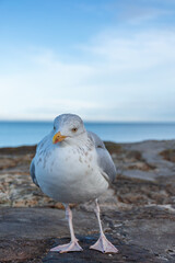 A seagull walks along a stone pier on the North Sea coast in the UK.