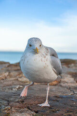 A seagull walks along a stone pier on the North Sea coast in the UK.