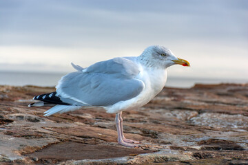 A seagull walks along a stone pier on the North Sea coast in the UK.