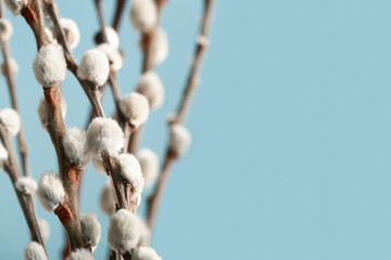 Beautiful pussy willow branches on blue background