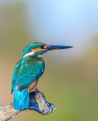 kingfisher on the branch