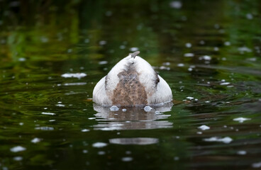 what is this animal - a duck dives into a pond to find food