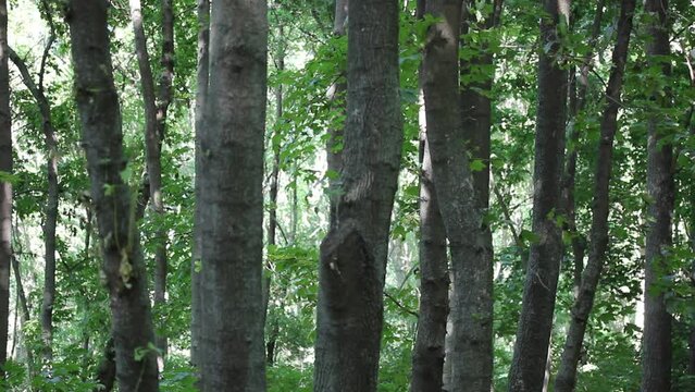 Tall green tree trunk with fresh foliage in summer forest, park, woodland, woods at sunny day. A maple grove. A footpath on the nature. A landscape, picturesque walkway. Nature wallpaper