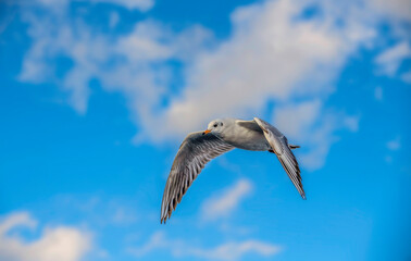 heron in flight