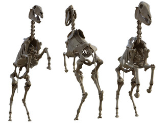Horse Skeleton © Wander