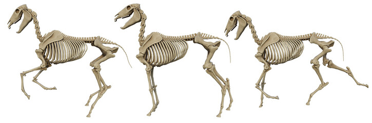 Horse Skeleton