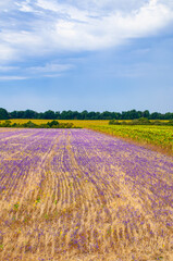 Fototapeta na wymiar The landscape of wheat harvested between blue flowers