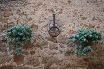 Metal Horse tethering ring between Aeonium arboreum at a wall in Pienza, Tuscany Italy