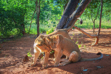 Young lions in the Victoria Falls reserve