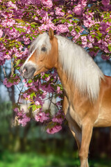 Portrait of a  haflinger horse with sakura