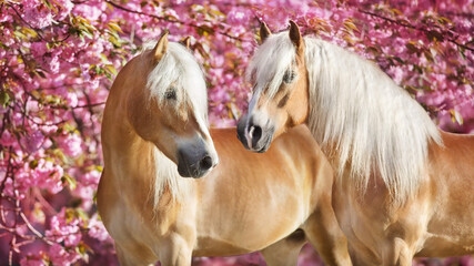 Portrait of two  haflinger horse with sakura - 566406437