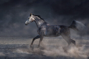 Fototapeta na wymiar Arabian Horse in motion