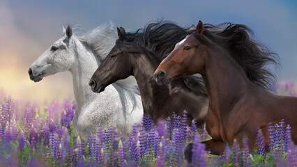 Three Horse  in blue lupine flowers